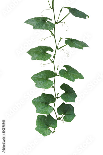 Hanging pumpkin green leaves with vine plant stem and tendrils