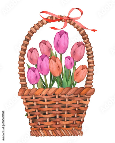 Festive basket with tulips. Watercolor illustration, postcard.