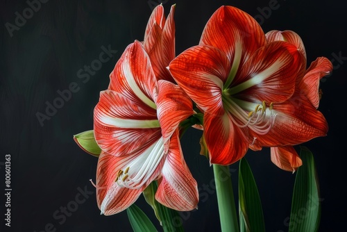 Amaryllis Flower Botanical Illustration, Hippeastrum Pot Flowers Realistic Painting, Amaryllis Botanical