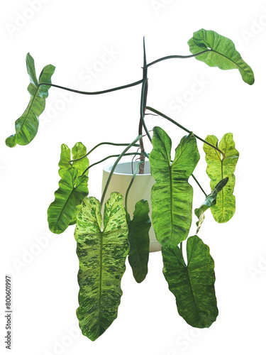 Philodendron Paraiso Verde a rare plant with beautiful variegated leaves, popular houseplant growing in flower pot indoors potted plant © Chansom Pantip