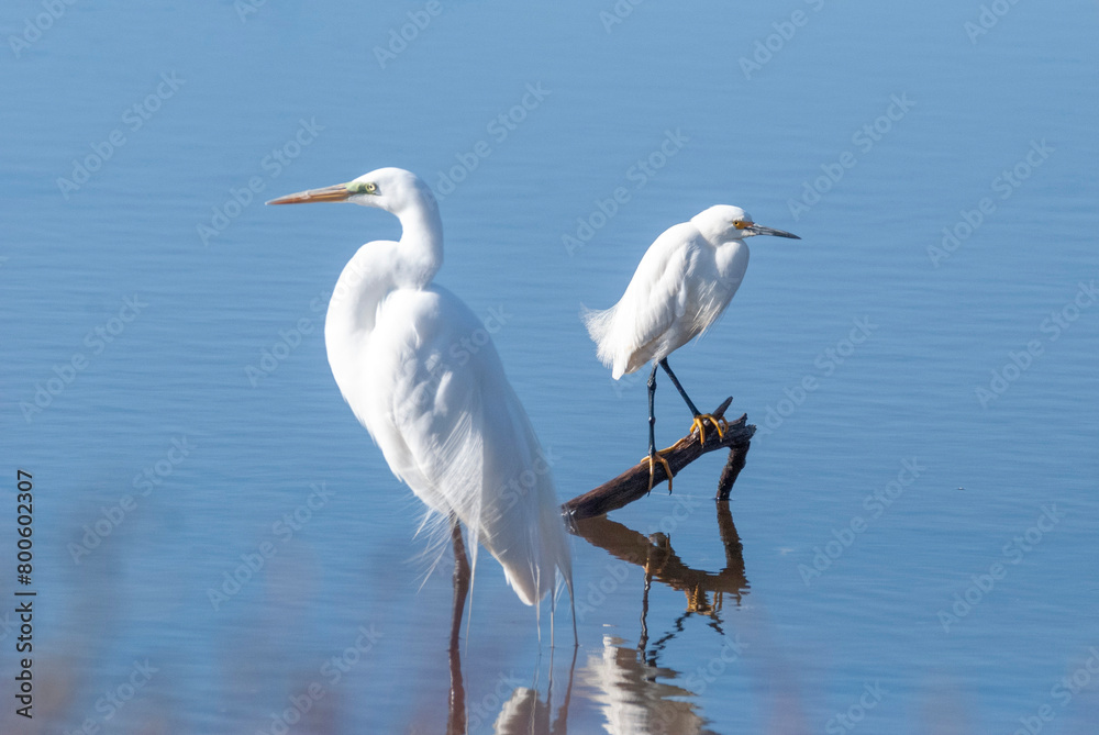 Great Egret (Left) Snowy Egret (Right) at the marsh Great Egret (Left) Snowy Egret (Right) at the marsh