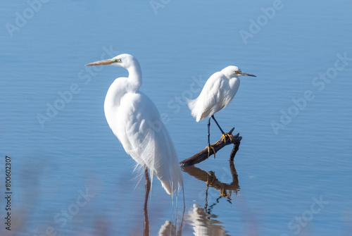 Great Egret (Left) Snowy Egret (Right) at the marsh © TylerJamiesonMoulton