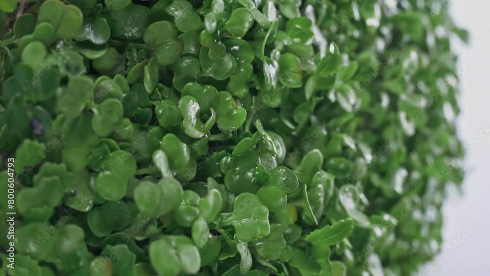 Arugula microgreens rotate on a white background Arugula microgreens rotate on a white background