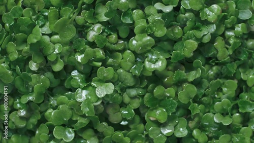 Juicy green sprouts cilantro microgreens closeup