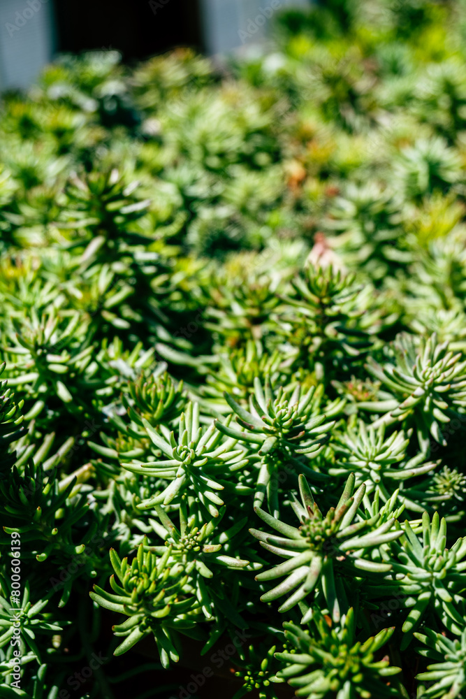 Beautiful lush green succulent garden Beautiful lush green succulent garden