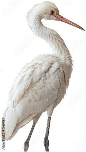 white heron