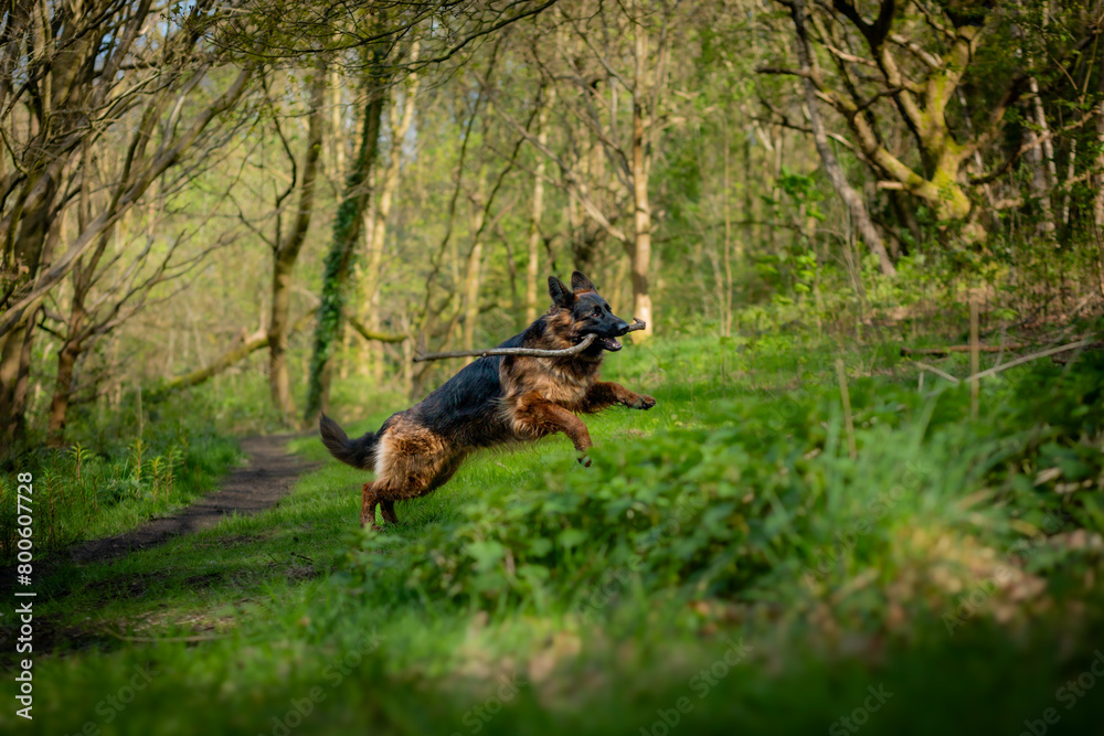 Dog German Shepherd Dog German Shepherd