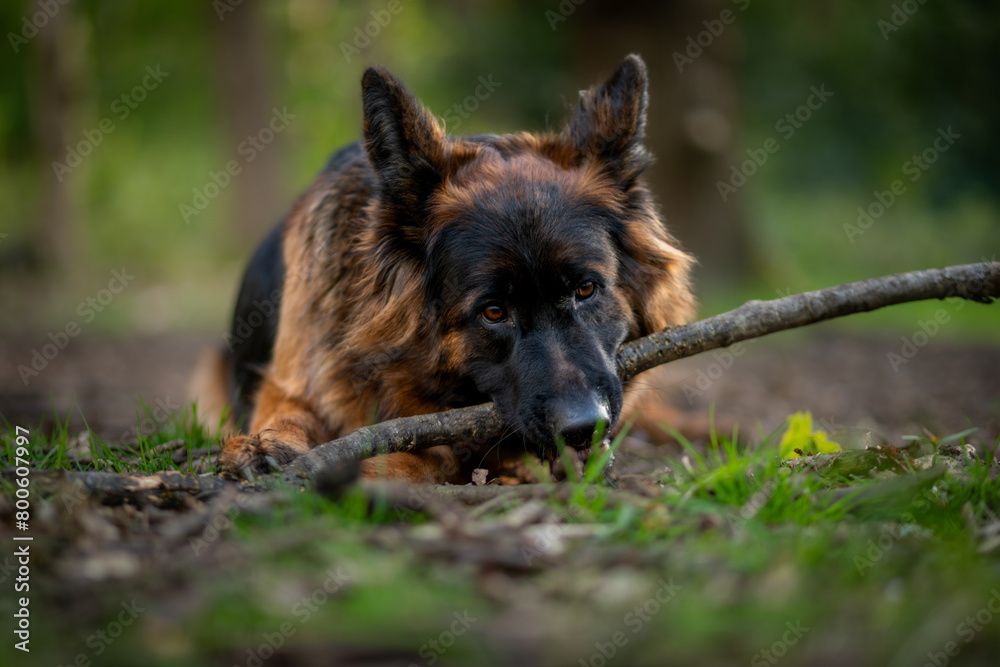 Naklejka premium Dog German Shepherd