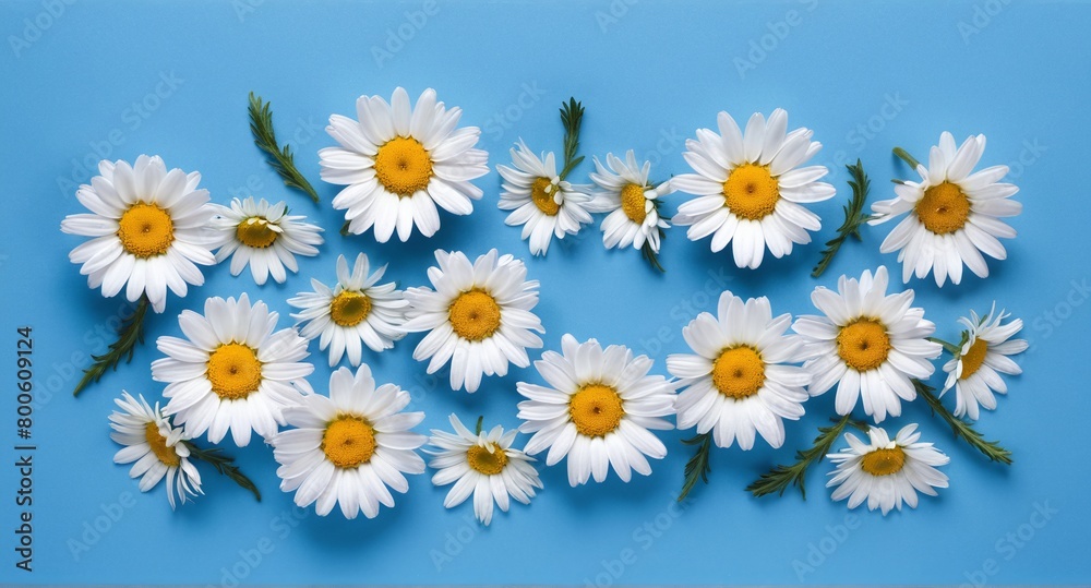 Chamomile flowers collection on blue. Set of colorful Chamomile or Daisy flowers background, top view. Floral pattern., Chamomile flowers collection on blue. Set of colorful Chamomile or Daisy flowers background, top view. Floral pattern.,