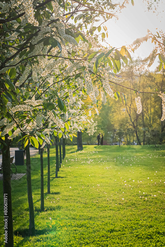 Blurred image of an alley in the park in the evening and a couple in the background.