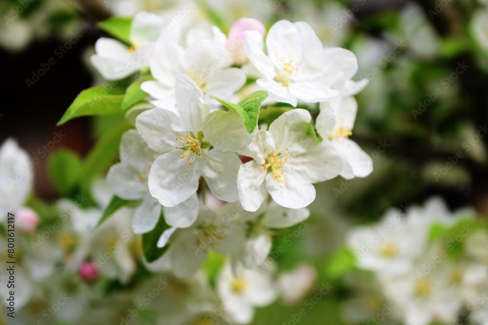 Blooming apple tree in the spring garden