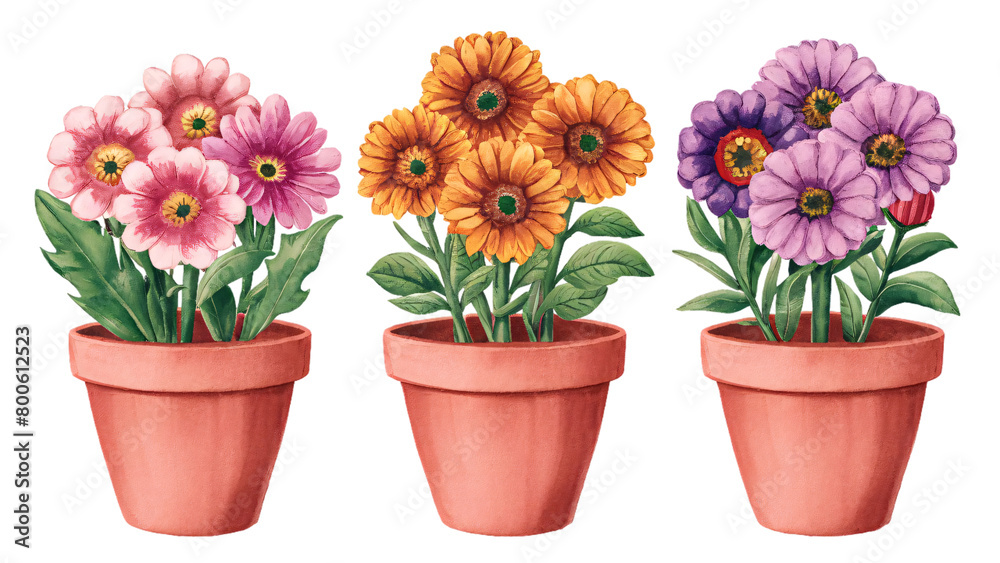 Watercolor illustration of flower in Terracotta Pots, houseplant vector home garden design colorful plant, isolated transparent background