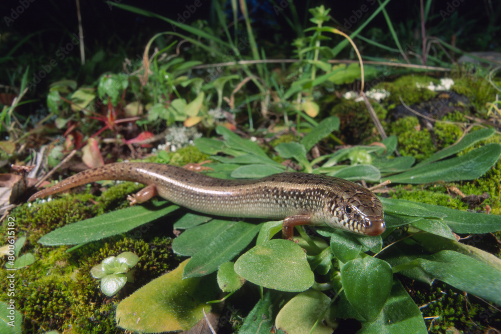 Obraz premium Gongilo or tiligugu (Chalcides ocellatus). Endemic to Sardinia and Sicily. Ocellated skink. Alghero, Sardinia, Italy.