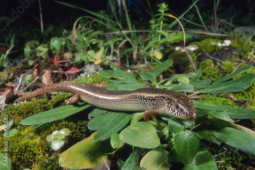 Gongilo or tiligugu (Chalcides ocellatus). Endemic to Sardinia and Sicily. Ocellated skink. Alghero, Sardinia, Italy.