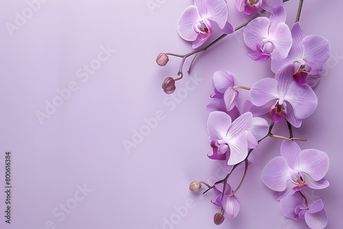 light purple orchid branch on purple background, summer spring concept of flowers beauty, card with copy space, birthday wedding wallpaper, flat lay
