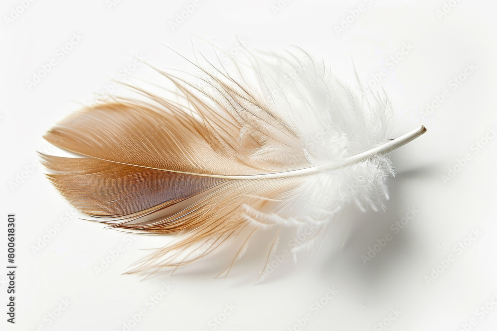 A feather with a brown and white pattern A feather with a brown and white pattern