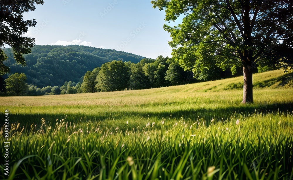Fototapeta premium green grass meadow outdoor