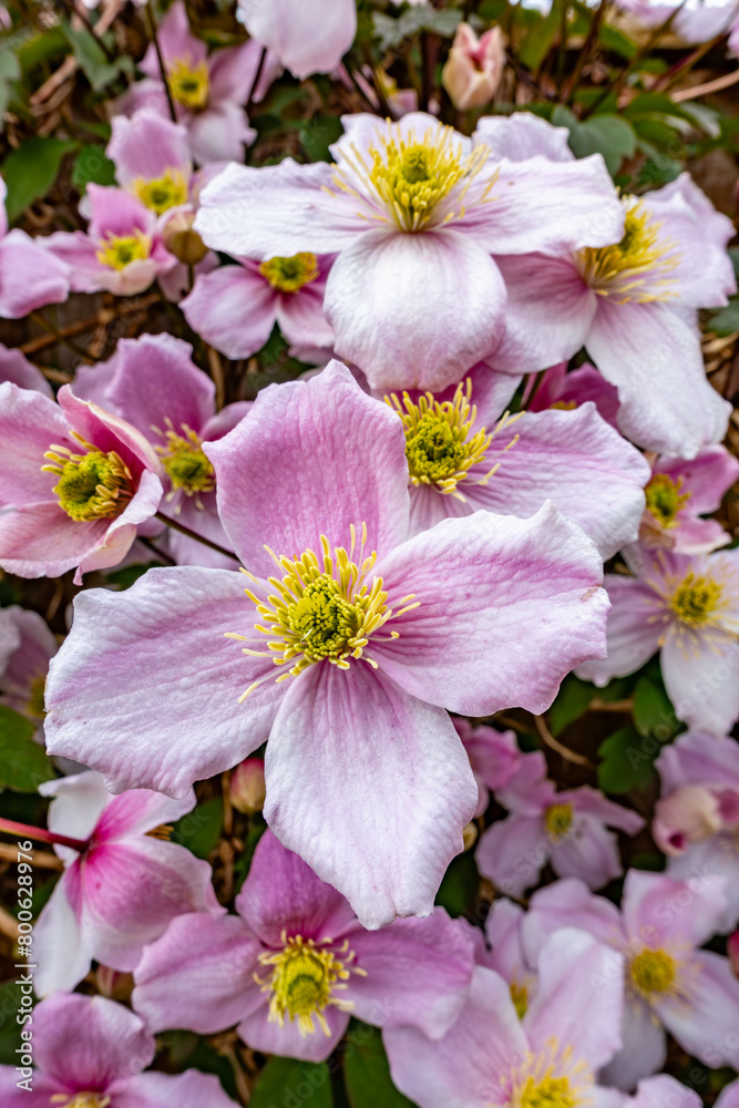 Close up view of a Clematis Montana in flower with many delicate pink blooms. Close up view of a Clematis Montana in flower with many delicate pink blooms.