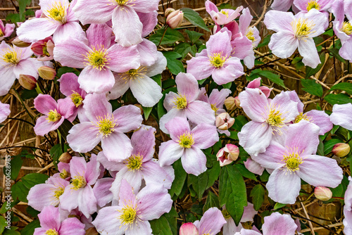 Close up view of a Clematis Montana in flower with many delicate pink blooms.