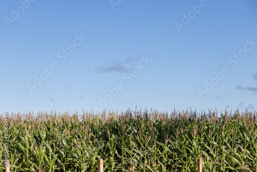 corn field under blue sky