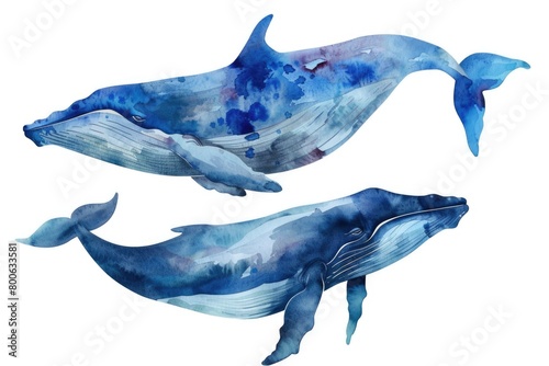 Couple of whales standing in the water. Suitable for marine wildlife concepts