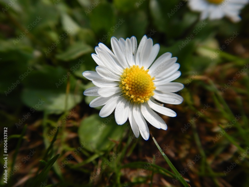 Fototapeta premium Gänseblümchen
