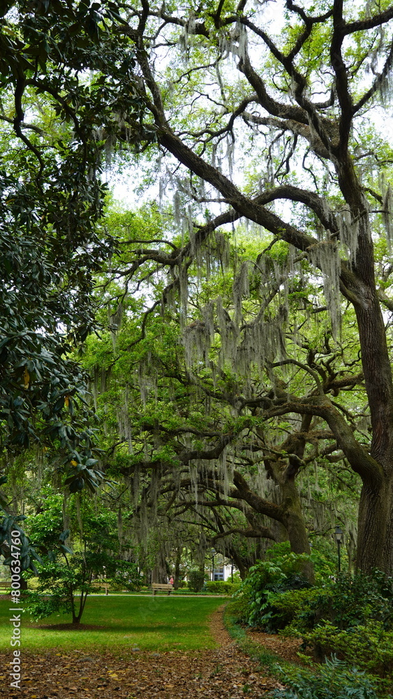 Walking paths lined with shady live oaks and spanish moss in forsyth Park Savannah Georgia Walking paths lined with shady live oaks and spanish moss in forsyth Park Savannah Georgia