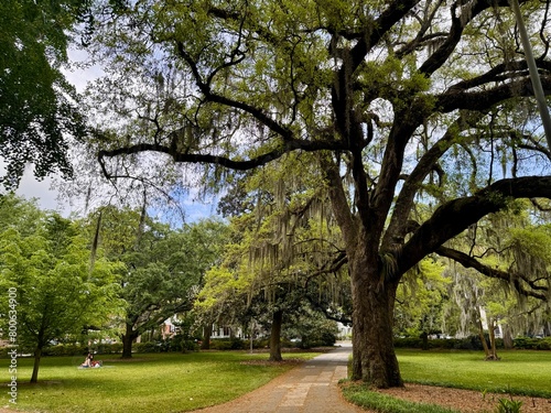 Φωτογραφία Walking paths lined with shady live oaks and spanish moss in forsyth Park Savann