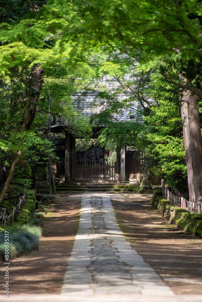 鎌倉244　寿福寺　新緑