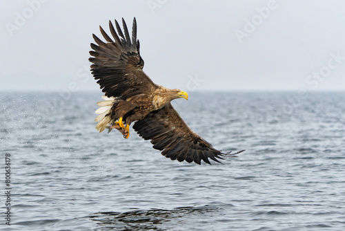 White Tailed Eagle (Haliaeetus albicilla), also known as Eurasian sea eagle and white-tailed sea-eagle. The eagle is fishing in the delta of the river Oder in Poland, Europe.
