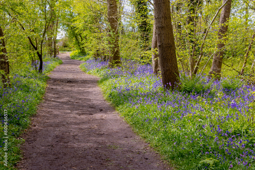 Fototapeta premium Selective focus of wild Spanish bluebell flowers in the forest, Hyacinthoides hispanica, Endymion hispanicus or Scilla hispanica is a spring-flowering bulbous perennial native to the Iberian Peninsula