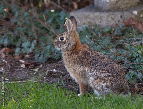 Wild Eastern Cottontail rabbit closeup in a park in springtime in Ontario © kburgess