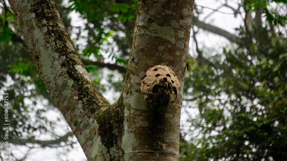 Beehive in a tree with trees and sky background Beehive in a tree with trees and sky background