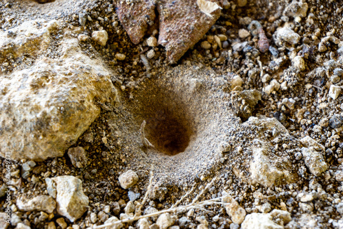 Antlion (Undur-undur) holes in the ground. These anmals are a group of about 2,000 species of insect in the neuropteran family Myrmeleontidae photo