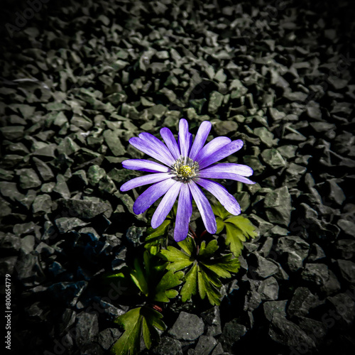 singuläre Blume im Steinmeer