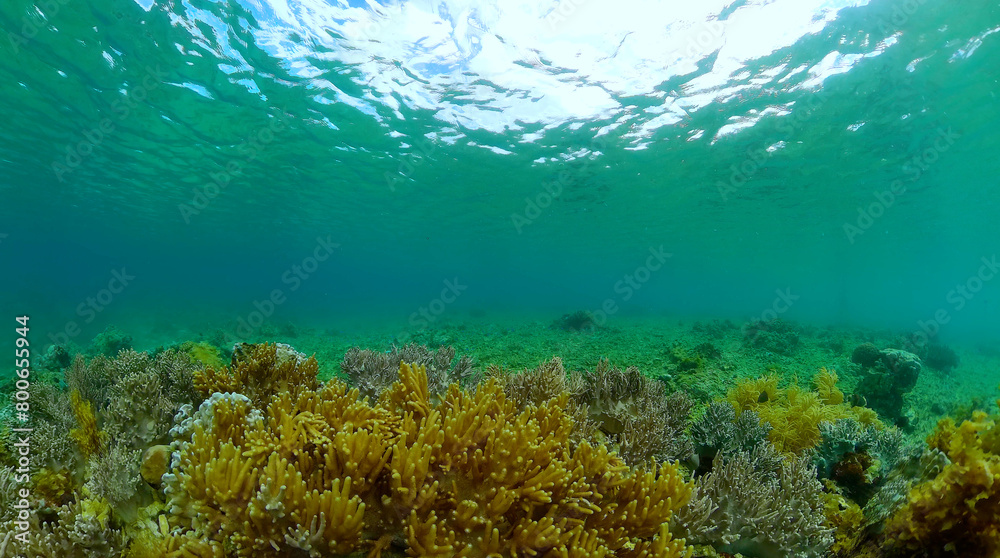 Underwater world scenery of colorful fish and corals. Sea coral reef. Turquoise sea water background.