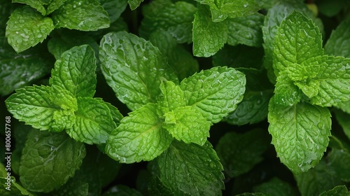 Fresh green mint leaves with water droplets