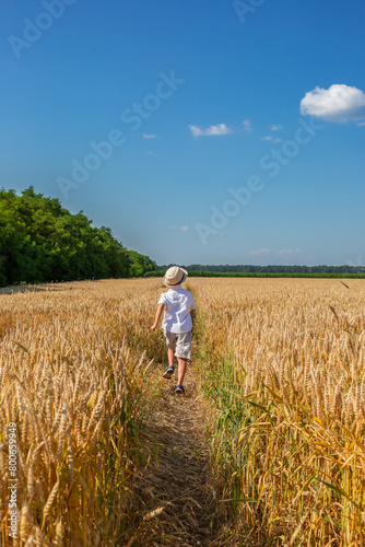 Happy boy with arms outstretched in wheat field on sunny day. Childhood, freedom, summer concept © liubovyashkir