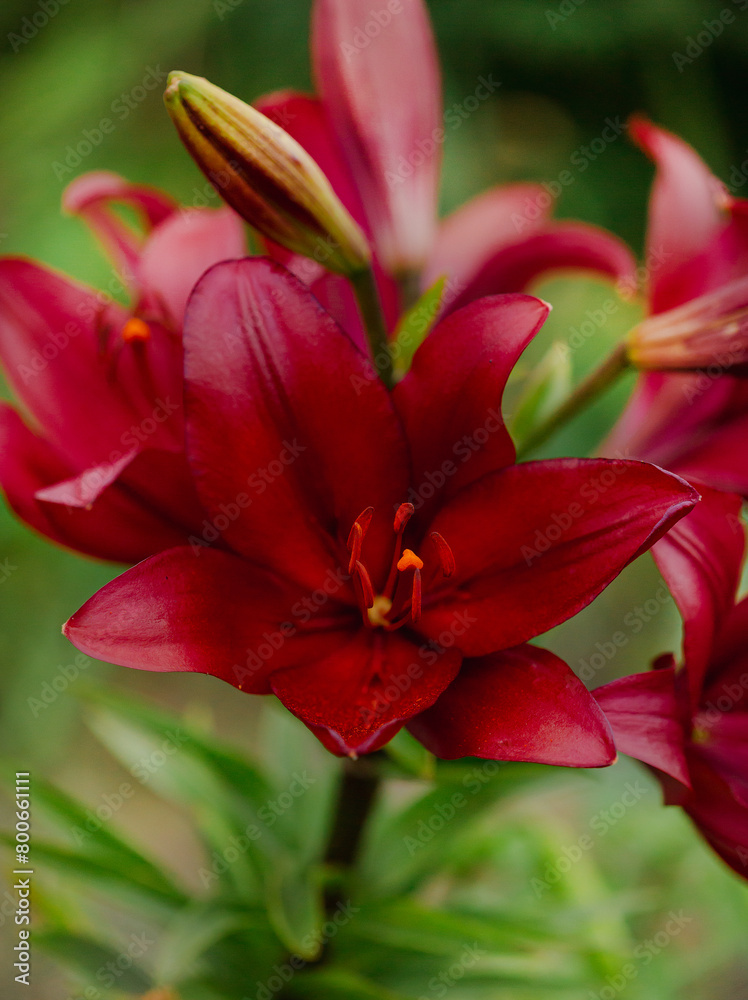 Red Asiatic lilies blooming in a garden. Horticulture and natural beauty concept Red Asiatic lilies blooming in a garden. Horticulture and natural beauty concept