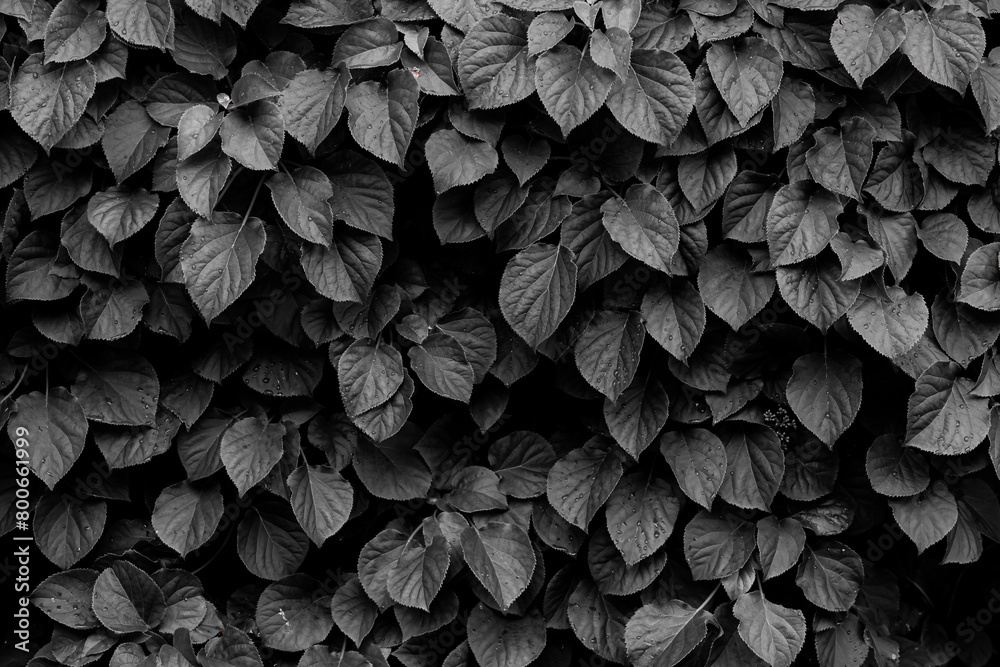 Selective focus of green leaves in dark tone, Hydrangea macrophylla is a species of flowering plant in a genus of Hydrangea and family of Hydrangeaceae, Nature black and white, Leaf pattern background Selective focus of green leaves in dark tone, Hydrangea macrophylla is a species of flowering plant in a genus of Hydrangea and family of Hydrangeaceae, Nature black and white, Leaf pattern background