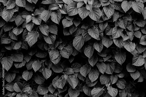 Selective focus of green leaves in dark tone, Hydrangea macrophylla is a species of flowering plant in a genus of Hydrangea and family of Hydrangeaceae, Nature black and white, Leaf pattern background photo