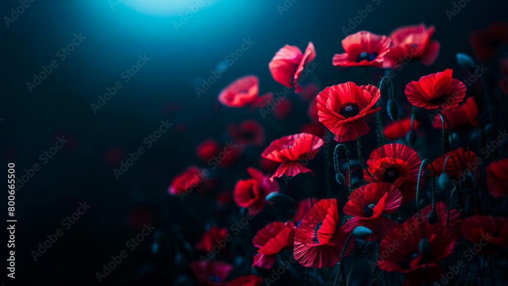 Obraz premium Red poppies on black background as Remembrance Day.