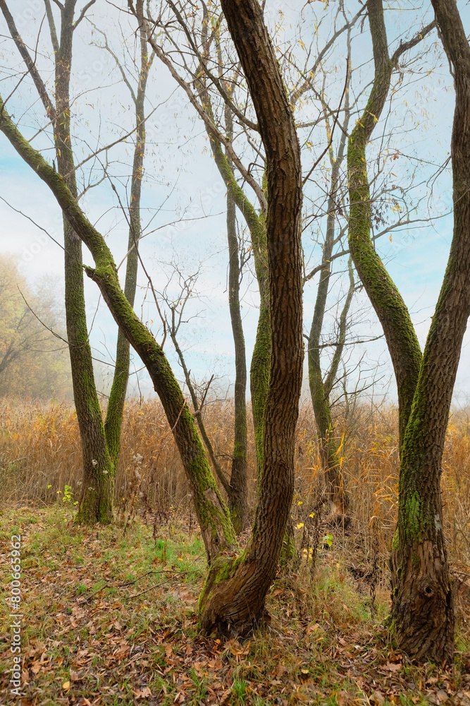 Bare autumn trees in the misty forest with tall yellow grass in the foreground Bare autumn trees in the misty forest with tall yellow grass in the foreground