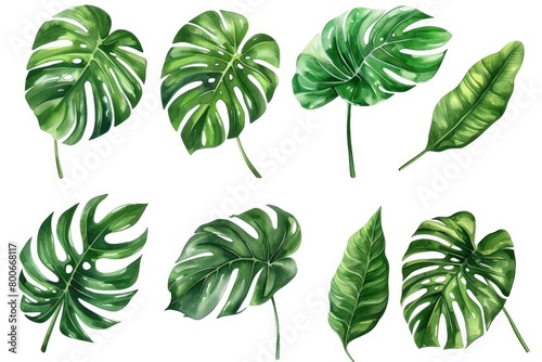 Beautiful watercolor painting of tropical leaves, perfect for tropical-themed designs