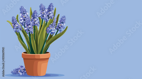 Pot with blooming grape hyacinth plant Muscari on blue background