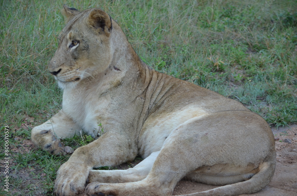 Fototapeta premium Lion