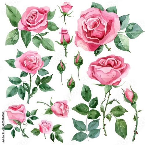 roses illustration clipart