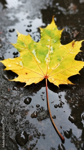 Vibrant Autumn Leaf on Wet Surface