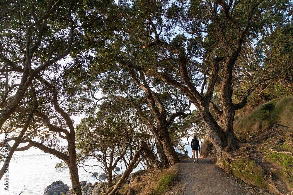 Fototapeta premium Beach hiking trail in tree grove in Mount Maunganui, Bay Of Plenty, New Zealand