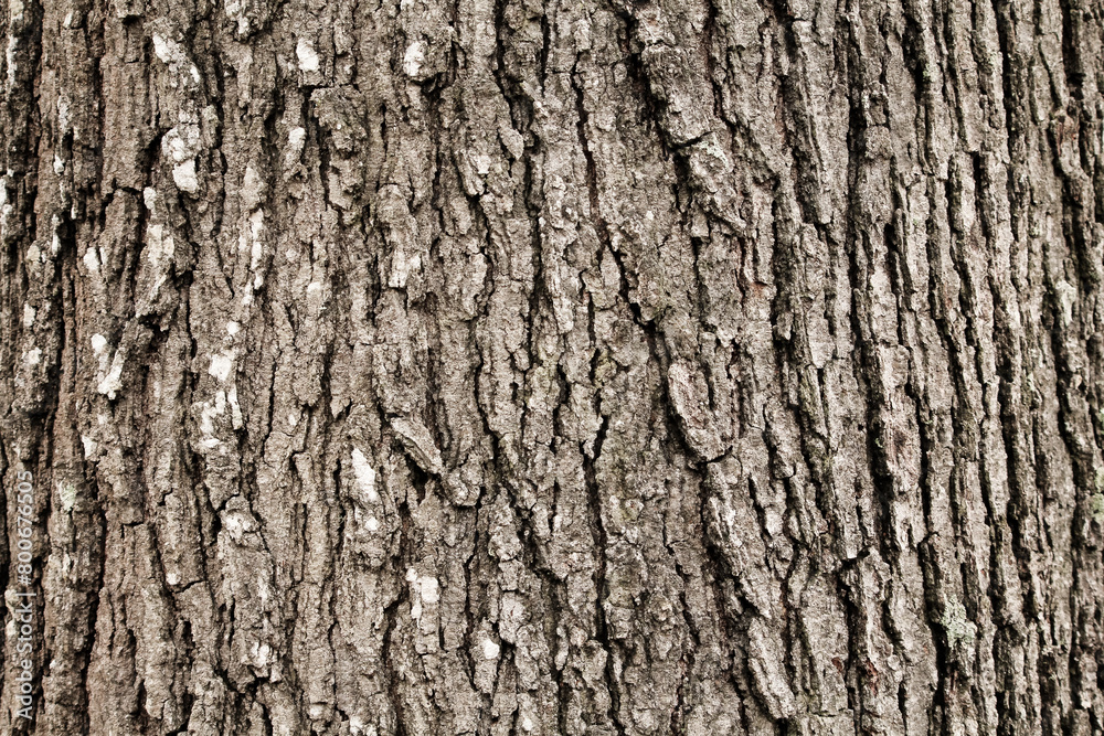 tree texture